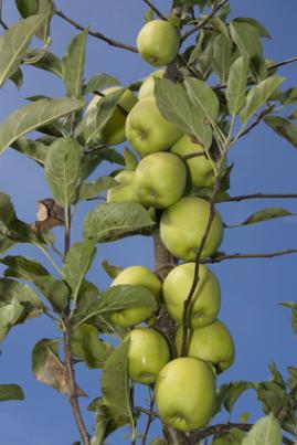 golden delicious