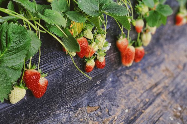aardbeien