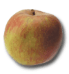 Boskoop