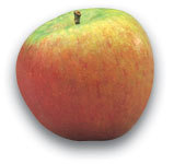 Cox's orange pippin